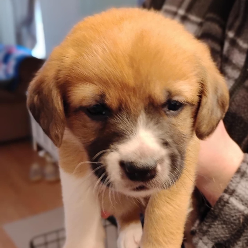 Oliver