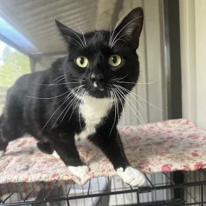 Little Bit, Adult Female Domestic Short Hair