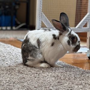 Bubbles, Senior Male unknown