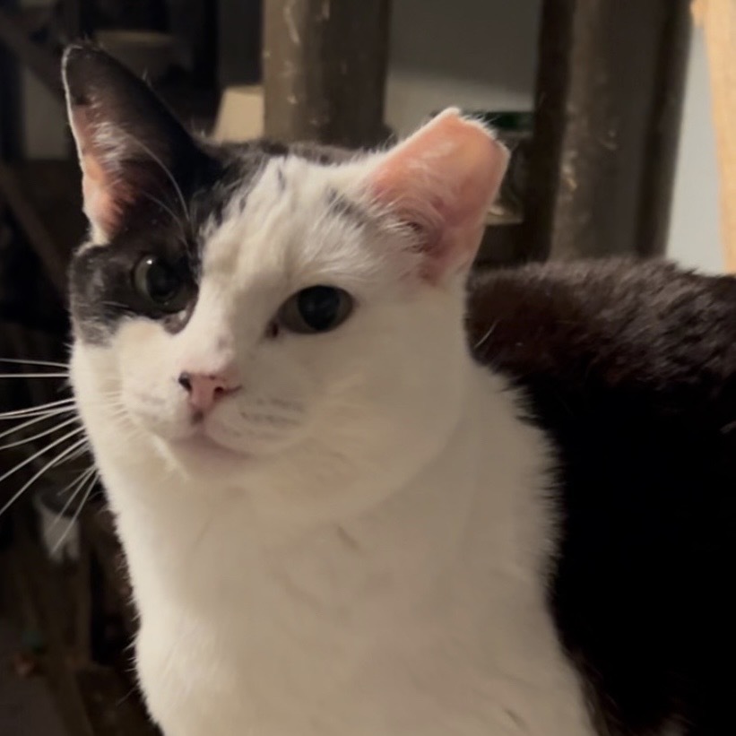 Yin Yang, an adoptable Domestic Short Hair, Siamese in Nampa, ID, 83686 | Photo Image 1