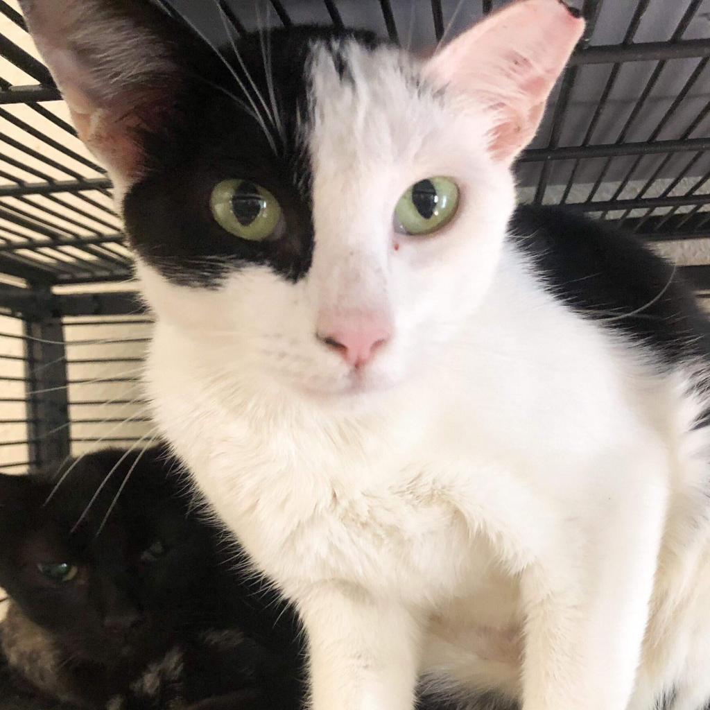 Yin Yang, an adoptable Domestic Short Hair, Siamese in Nampa, ID, 83686 | Photo Image 2