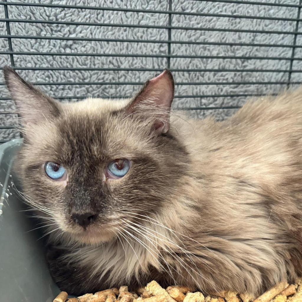 Memphis, an adoptable Siamese in Nampa, ID, 83686 | Photo Image 1