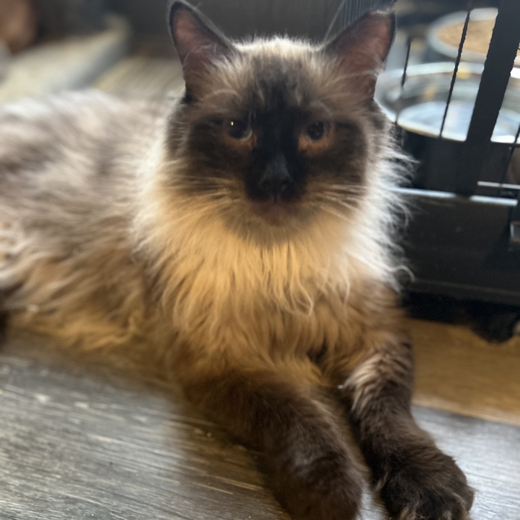 Memphis, an adoptable Siamese in Nampa, ID, 83686 | Photo Image 1