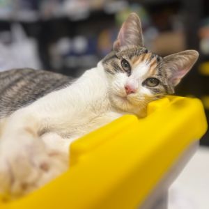 Bella, Baby Female Domestic Short Hair