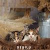 Bella photo 3