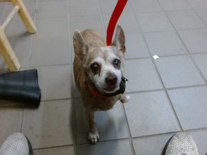 RUSTY, Senior Male unknown