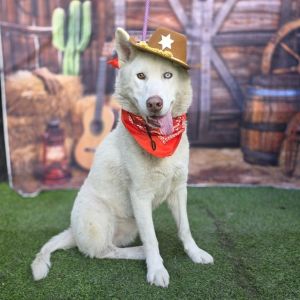 I WAS FOUND AT 3200 DEL MAR AVE LONG BEACH CA 90807 IN LONG BEACHMy adoption 