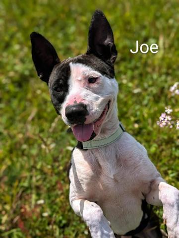 JOE