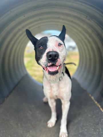 JOE, an adoptable Pit Bull Terrier, Mixed Breed in McKinleyville, CA, 95519 | Photo Image 1