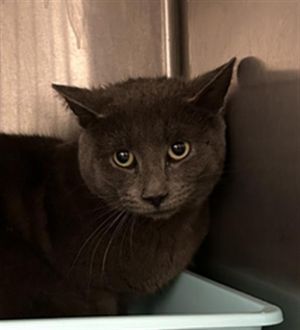 A018033, Adult Male Domestic Short Hair