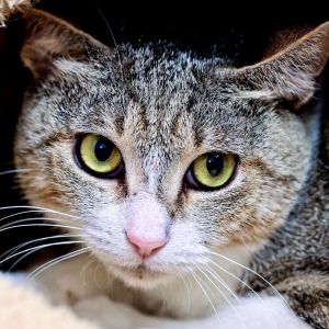 Livvy, Young Female unknown