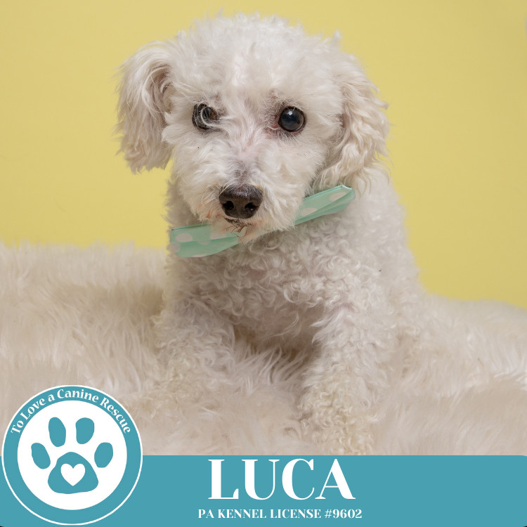Luca 111624