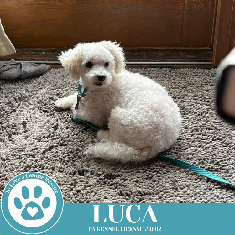 Luca 111624