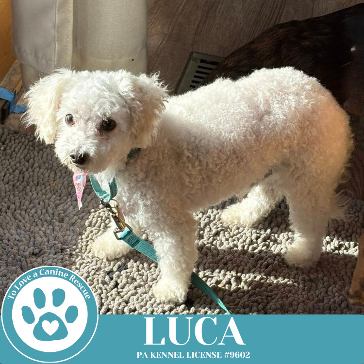 Luca 111624