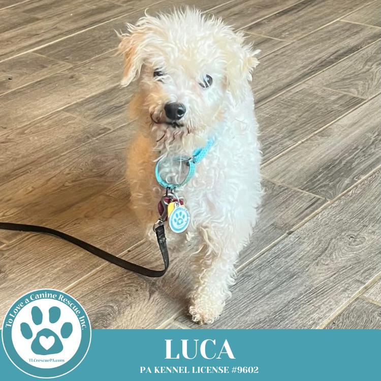 Luca 111624
