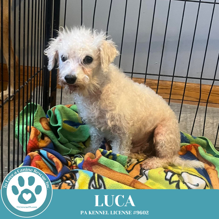 Luca 111624