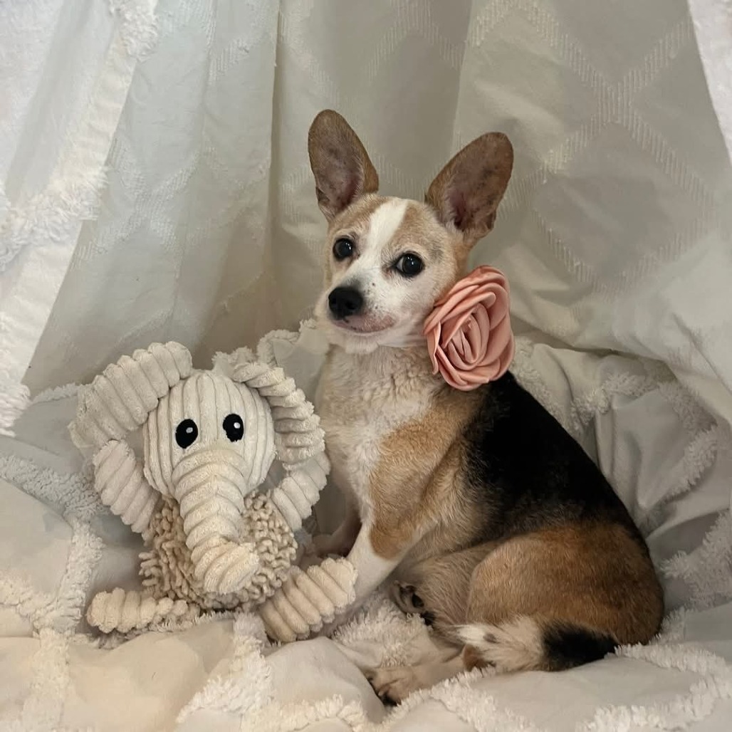 Pixie