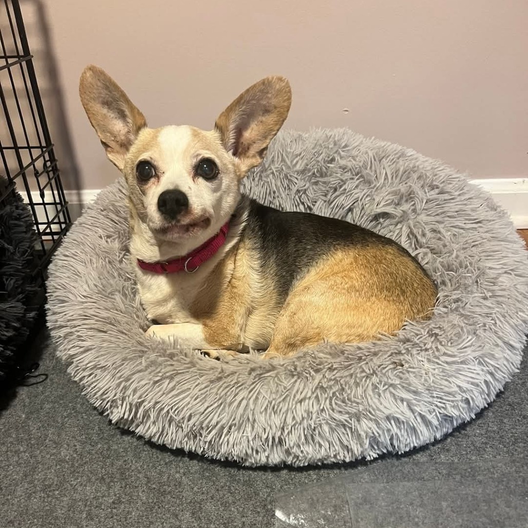 Pixie