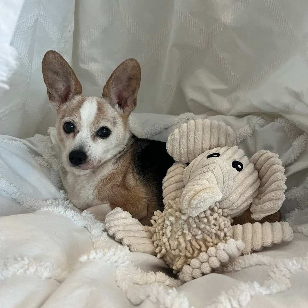 Pixie