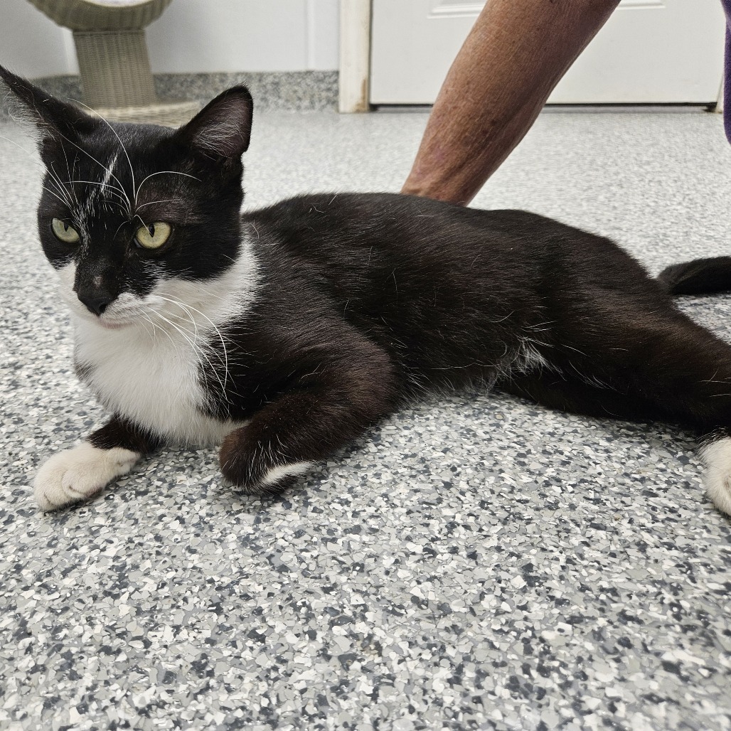 Othello, an adoptable Domestic Short Hair in Kingman, KS, 67068 | Photo Image 1