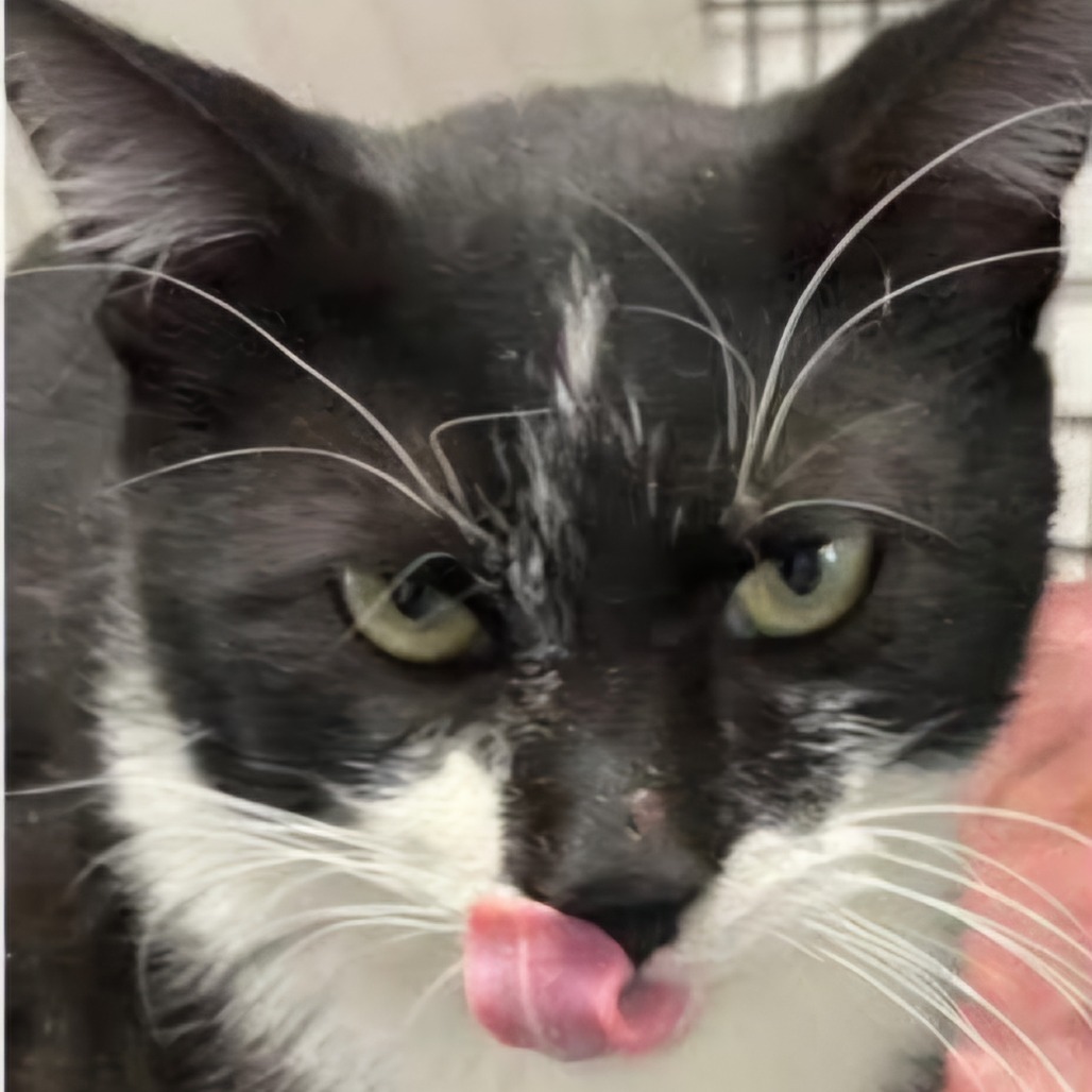 Othello, an adoptable Domestic Short Hair in Kingman, KS, 67068 | Photo Image 2