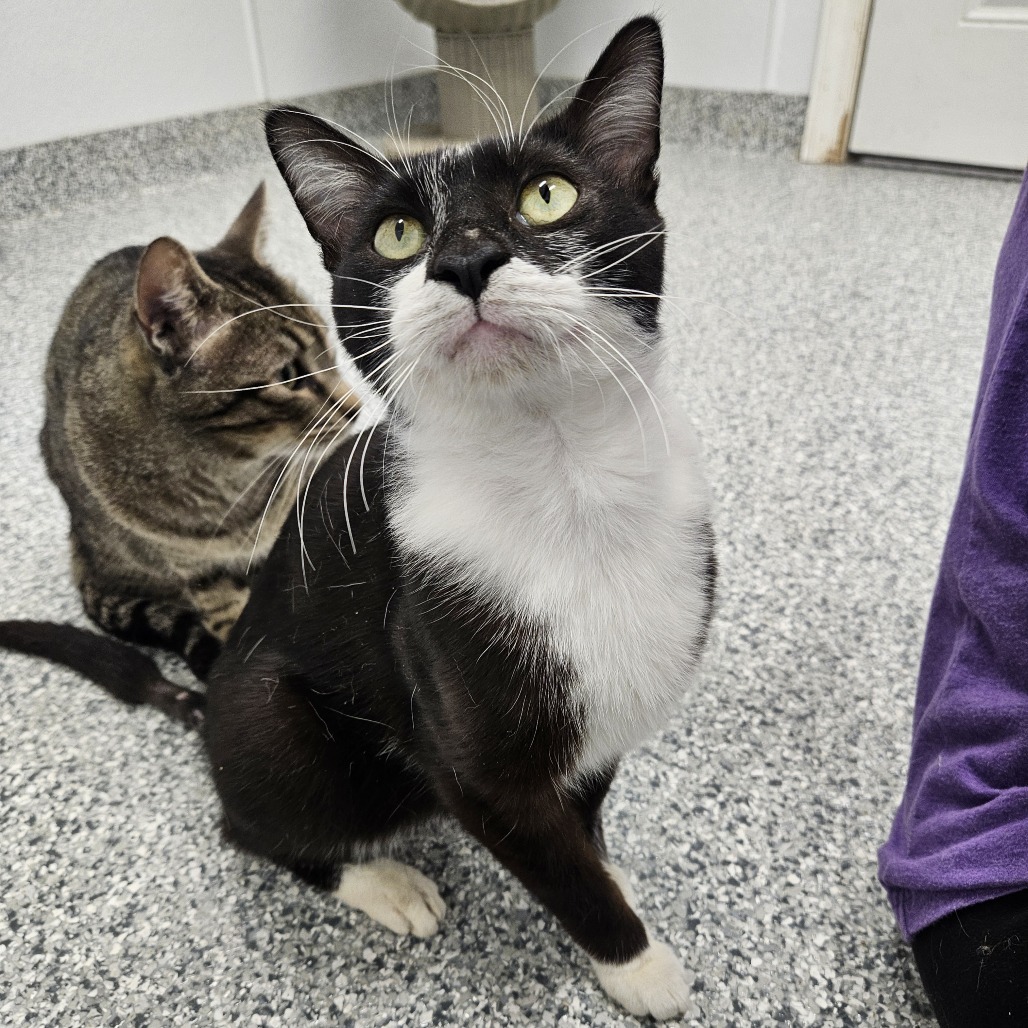 Othello, an adoptable Domestic Short Hair in Kingman, KS, 67068 | Photo Image 3