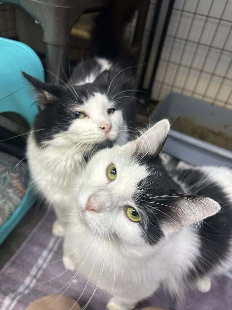 Moo