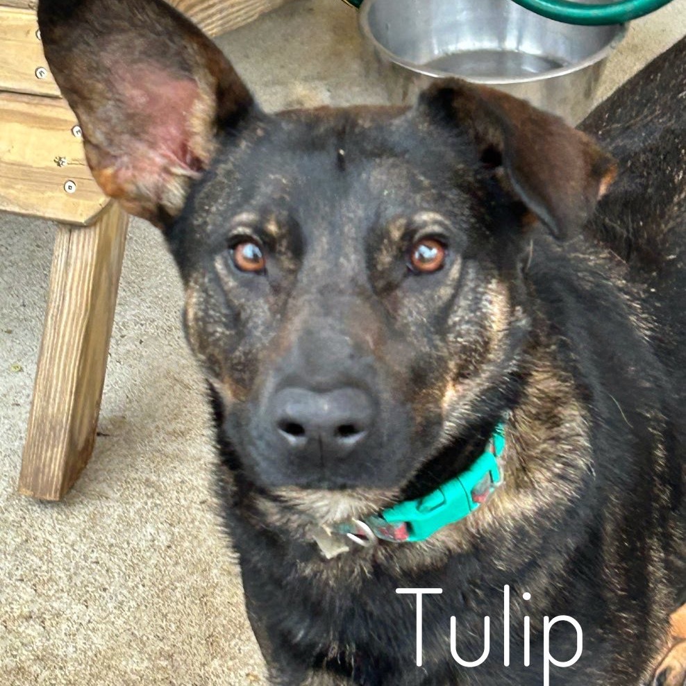 Tulip