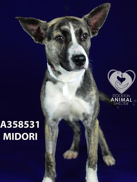 MIDORI