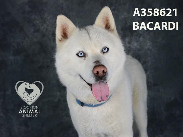BACARDI, an adoptable Samoyed in Stockton, CA, 95206 | Photo Image 1