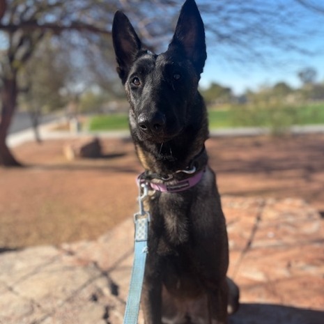 Zora