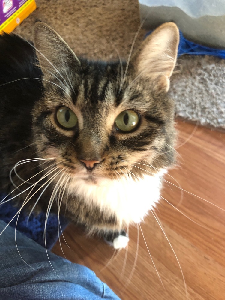 Tabitha
