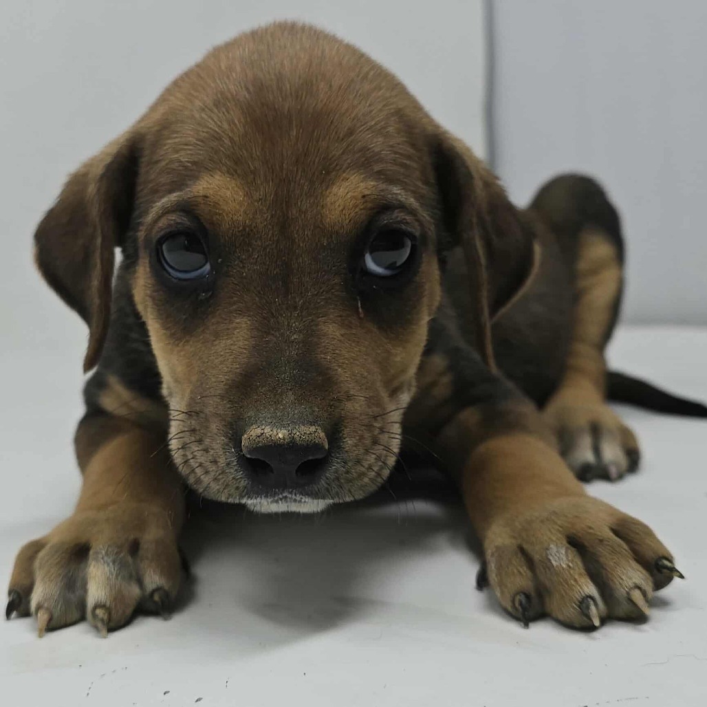 Fantastic *foster needed*