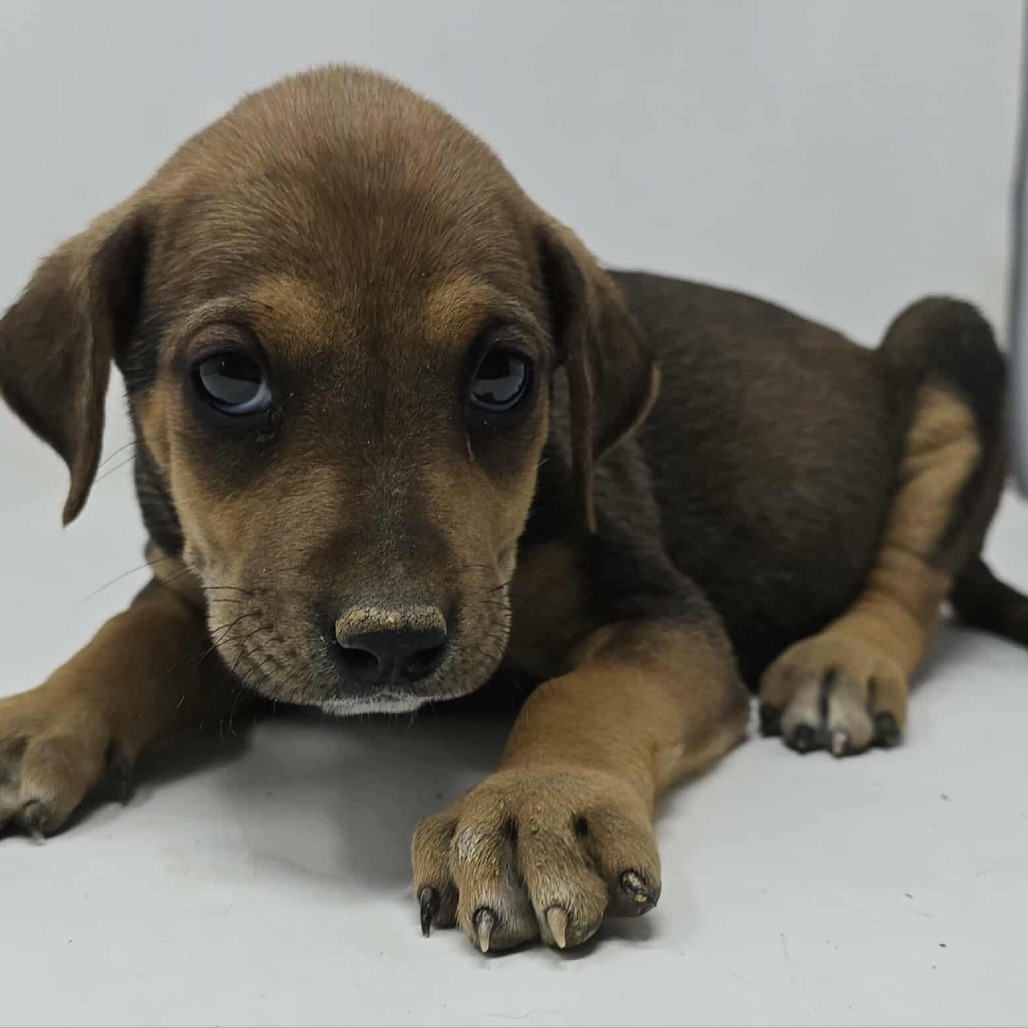 Fantastic *foster needed*
