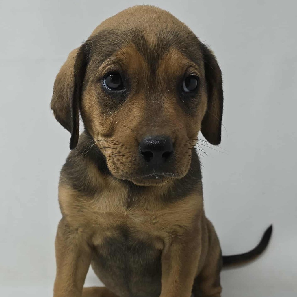 Fair *foster needed*