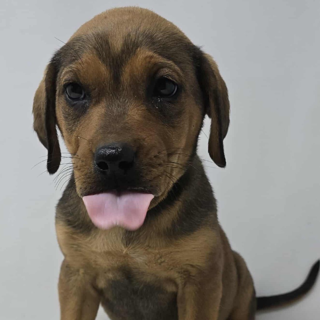Fair *foster needed*