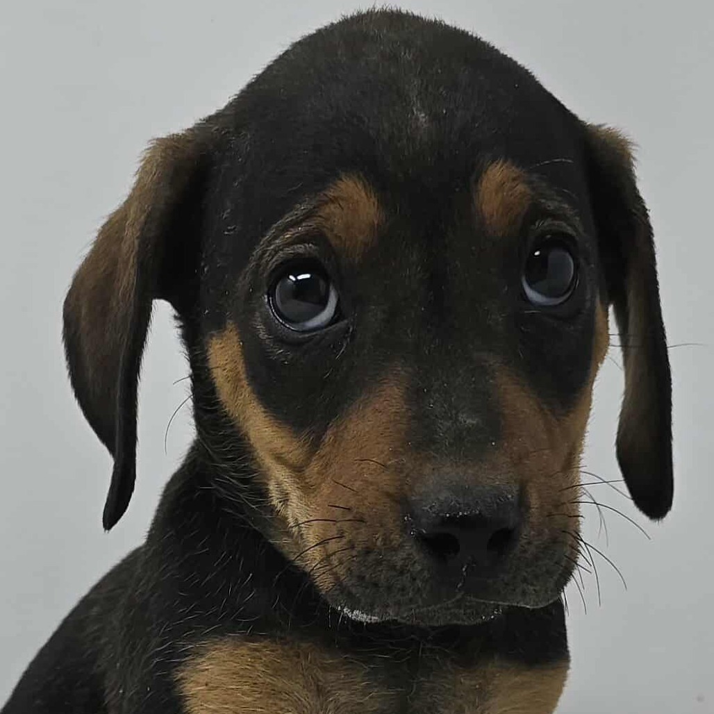 Fabulous *foster needed*