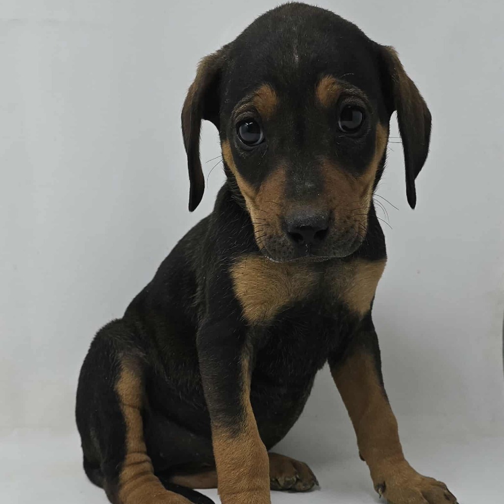 Fabulous *foster needed*