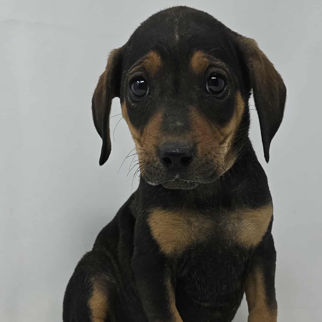 Fabulous *foster needed*