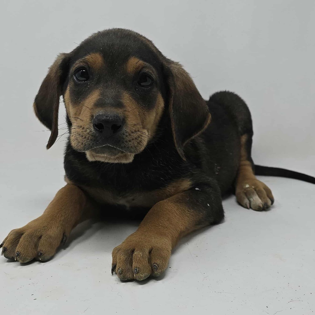 Fargo *foster needed*