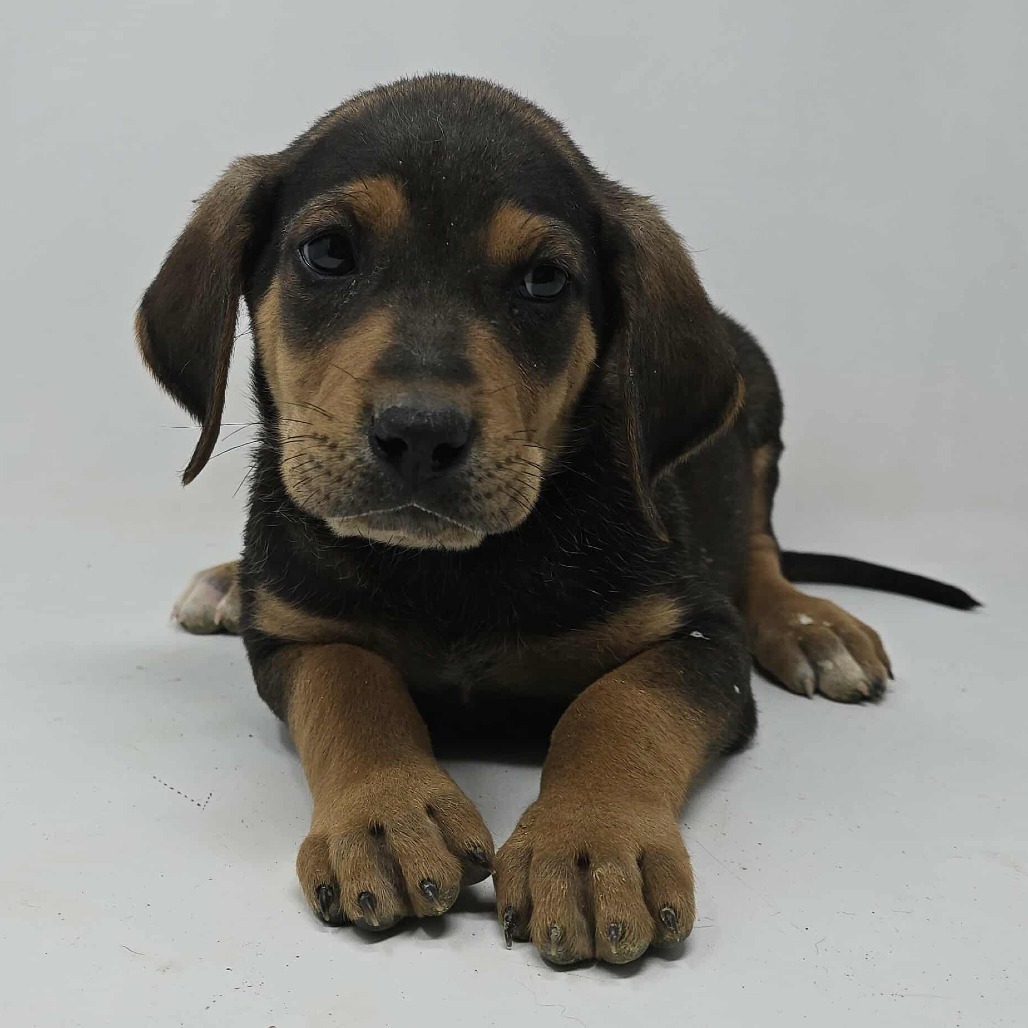 Fargo *foster needed*