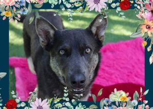 Im a goofy affectionate lap dog who loves being by your side and cuddling up in your lap you wont
