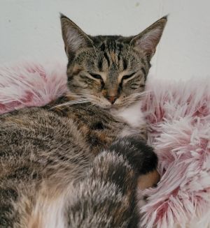 6911 Cay, Baby Female Domestic Short Hair
