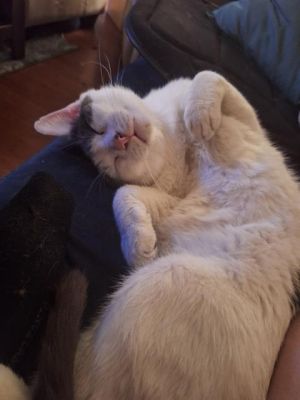REMBRANDT, Young Male Domestic Short Hair