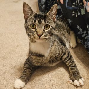 Dorothy, Young Female Domestic Short Hair