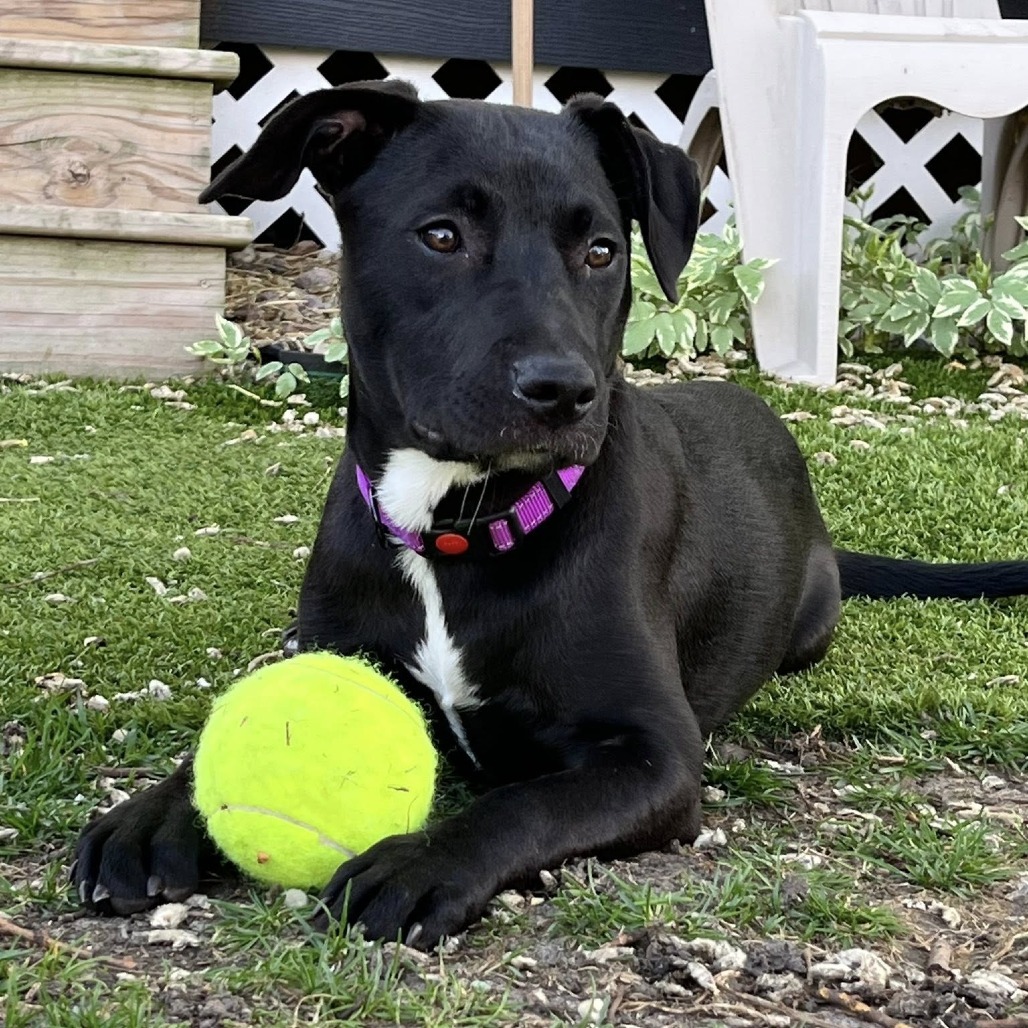 Sadie