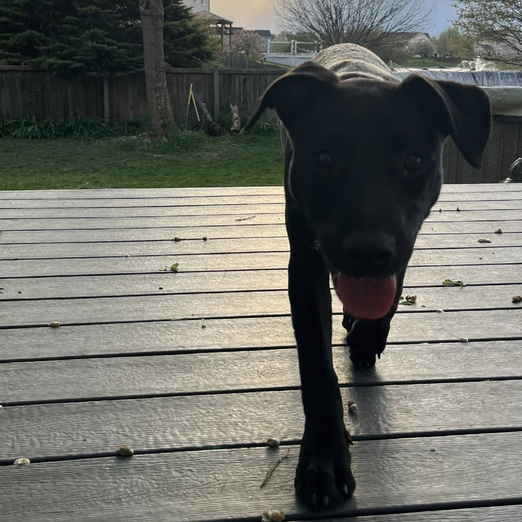 Sadie