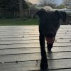 Sadie