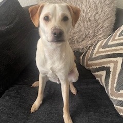 Lupo (fka Professor)