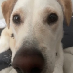 Lupo (fka Professor)